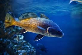 Image result for Sciaena umbra