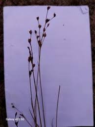 Attēlu rezultāti vaicājumam “Juncus alpinoarticulatus”