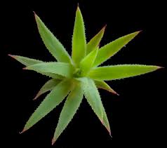 Attēlu rezultāti vaicājumam “Pogonatum dentatum”