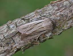 Attēlu rezultāti vaicājumam “Leucania comma”