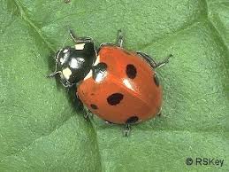 Attēlu rezultāti vaicājumam “Coccinella septempunctata”