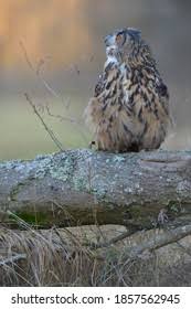 Attēlu rezultāti vaicājumam “Bubo bubo adult”
