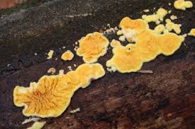 Attēlu rezultāti vaicājumam “Pseudomerulius aureus”