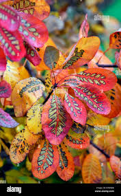 Attēlu rezultāti vaicājumam “Cotinus coggygria leaf”