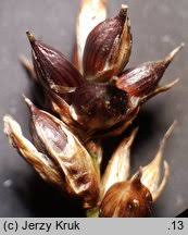 Attēlu rezultāti vaicājumam “Carex chordorhiza”