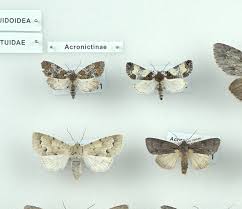 Attēlu rezultāti vaicājumam “Depressaria olerella imago”