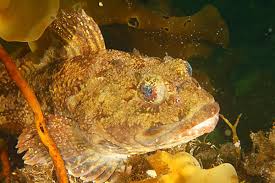 Image result for Myoxocephalus octodecemspinosus