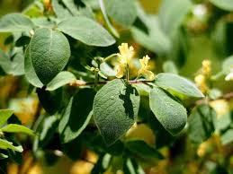 Attēlu rezultāti vaicājumam “Lonicera xylosteum leaf”