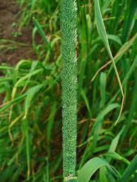 Attēlu rezultāti vaicājumam “Phleum pratense”