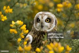 Attēlu rezultāti vaicājumam “Asio flammeus”