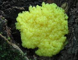 Attēlu rezultāti vaicājumam “Stemonitis lignicola macro”