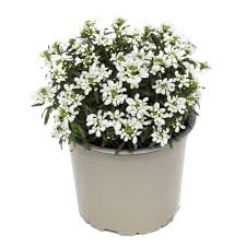 Image result for Schleifenblume