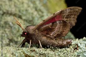 Attēlu rezultāti vaicājumam “Smerinthus ocellata”