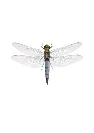 Attēlu rezultāti vaicājumam “Orthetrum cancellatum”