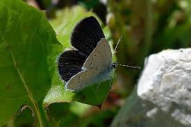 Attēlu rezultāti vaicājumam “Cupido minimus”