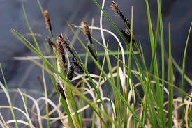Attēlu rezultāti vaicājumam “Carex loliacea”