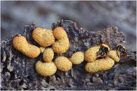 Attēlu rezultāti vaicājumam “Badhamia nitens macro”