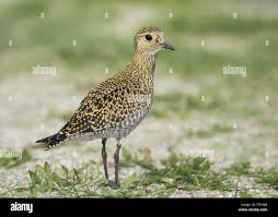 Attēlu rezultāti vaicājumam “Pluvialis apricaria adult”