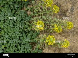 Image result for Alyssum diffusum