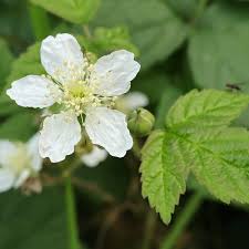 Attēlu rezultāti vaicājumam “Rubus caesius flower”