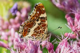 Attēlu rezultāti vaicājumam “Araschnia levana underside”