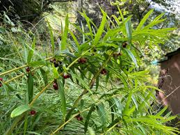 Attēlu rezultāti vaicājumam “Polygonatum verticillatum fruit”