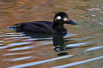 Attēlu rezultāti vaicājumam “Melanitta fusca male”