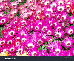 Image result for Mesembryanthemum criniflorum