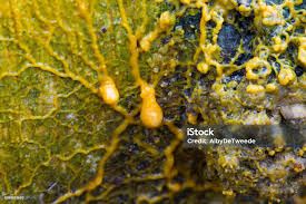 Attēlu rezultāti vaicājumam “Badhamia utricularis”