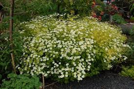 Image result for Tanacetum parthenium