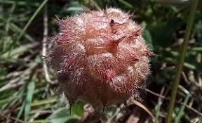 Attēlu rezultāti vaicājumam “Trifolium fragiferum fruit”