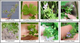 Attēlu rezultāti vaicājumam “Geranium pusillum leaf”