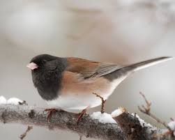 Image result for Junco hyemalis