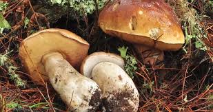 Attēlu rezultāti vaicājumam “Boletus edulis”