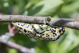 Attēlu rezultāti vaicājumam “Aporia crataegi pupa”