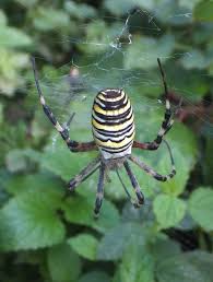 Attēlu rezultāti vaicājumam “Argiope bruennichi female”