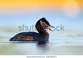 Image result for Podiceps grisegena