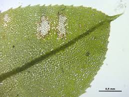 Attēlu rezultāti vaicājumam “Plagiomnium medium”