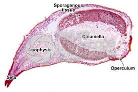 Attēlu rezultāti vaicājumam “Funaria hygrometrica sporophyte”