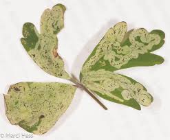 Attēlu rezultāti vaicājumam “Phytomyza minuscula”