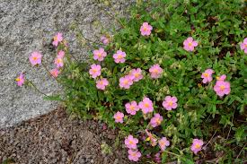 Attēlu rezultāti vaicājumam “Helianthemum nummularium fruit”