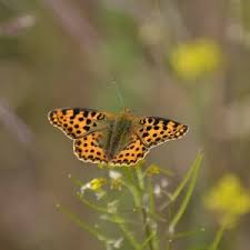 Attēlu rezultāti vaicājumam “Issoria lathonia upperside”