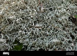 Attēlu rezultāti vaicājumam “Cladonia mitis”