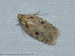 Attēlu rezultāti vaicājumam “Elachistidae”