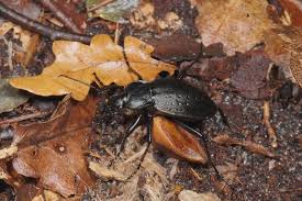 Attēlu rezultāti vaicājumam “Carabus hortensis”