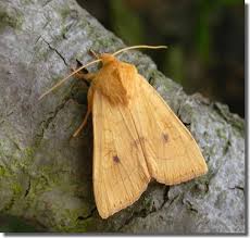 Attēlu rezultāti vaicājumam “Enargia paleacea”