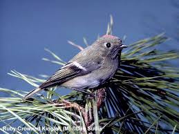 Attēlu rezultāti vaicājumam “Muscicapidae”
