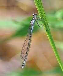 Attēlu rezultāti vaicājumam “Coenagrion armatum male”