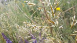 Attēlu rezultāti vaicājumam “Trisetum flavescens flower”