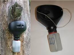 Attēlu rezultāti vaicājumam “Osmoderma barnabita imago”